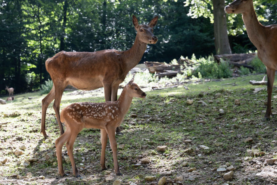 Insgesamt sechs Jungtiere sind bei den Rothirschen im Juni auf die Welt gekommen. Foto: UWB/Stadt Bielefeld