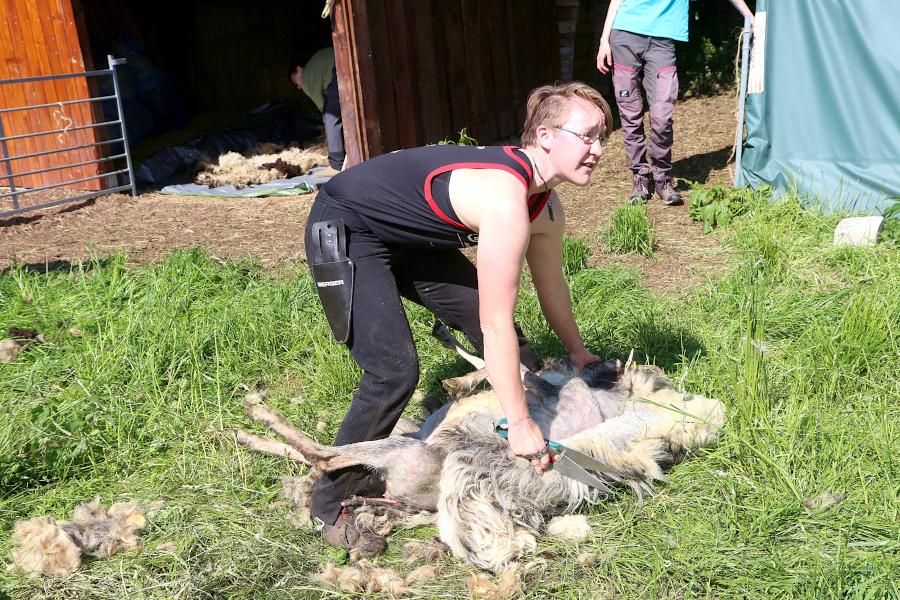 Carolin Bünting hat das Schaf an der linken und an der rechten Seite geschoren. Jetzt kommt der Rücken an die Reihe. Foto: Thomas Dohna