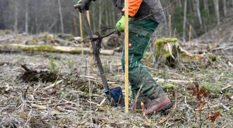 Ein Forstwirt pflanzt einen Setzling in einem Zukunftswald, für eine grüne Zukunft in Lippe. Foto: Landesverband Lippe