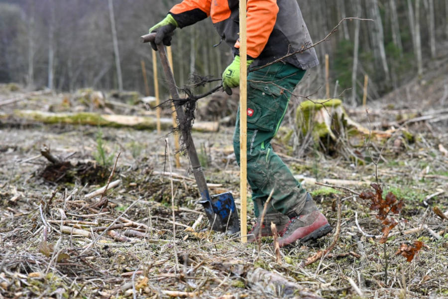 Ein Forstwirt pflanzt einen Setzling in einem Zukunftswald, für eine grüne Zukunft in Lippe. Foto: Landesverband Lippe