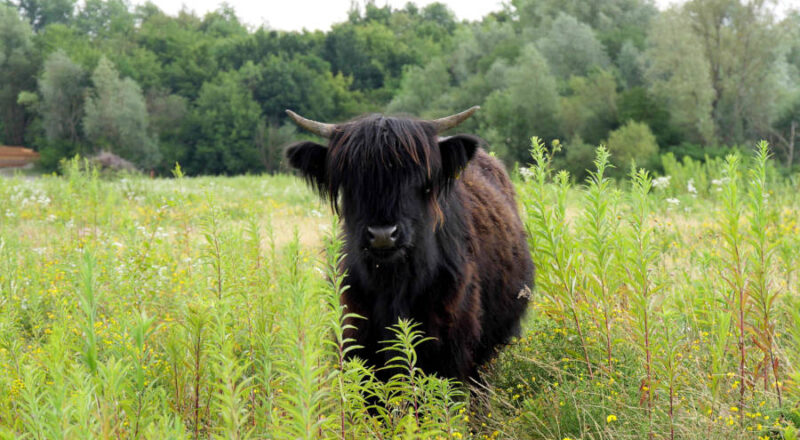Seit kurzem steht die junge Kuh mit ihren Artgenossen und drei Wasserbüffeln zur Landschaftspflege in Müssen (Foto: Kreis Lippe)
