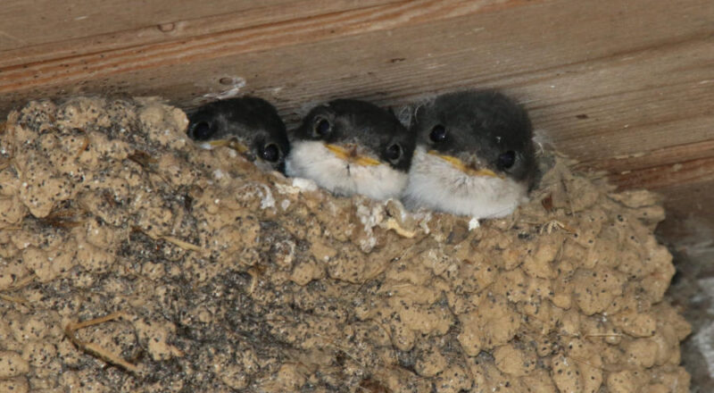 Drei junge Schwalben gucken aus dem Nest. Copyright: Biologische Station Lippe