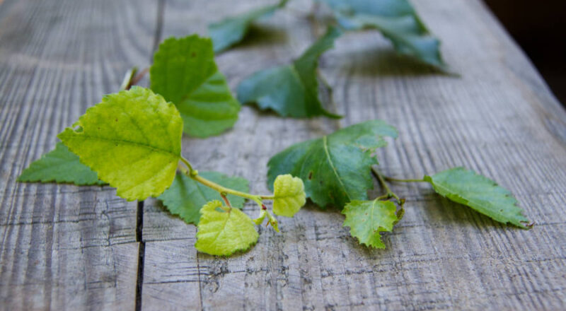 Die jungen Blätter der Moorbirke im direkten Vergleich zu den Blättern der Sandbirke (rechts). Foto: Landesverband Lippe