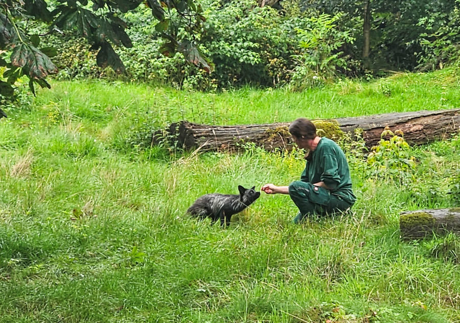 Im Tierpark Olderdissen werden die neuen Silberfüchse eingewöhnt. Foto: Stadt Bielefeld