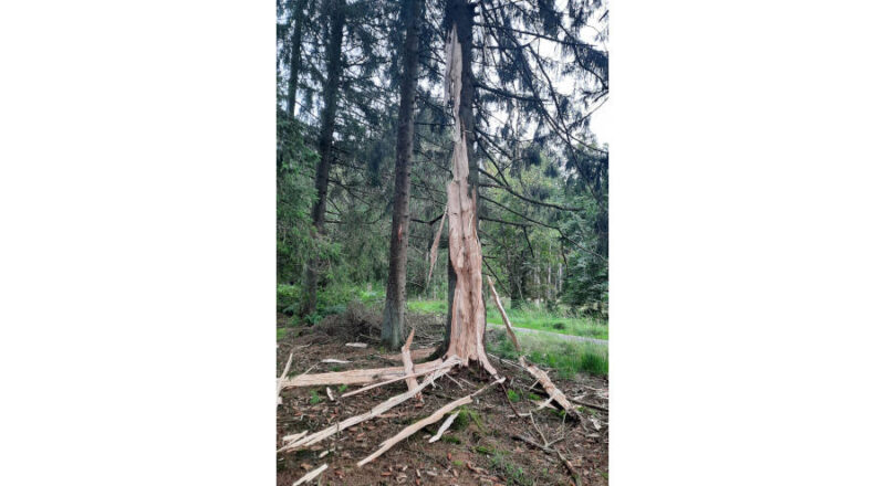 Die Fichte zeigt deutlich die Ausmaße des Blitzeinschlages auf. Foto: LVL