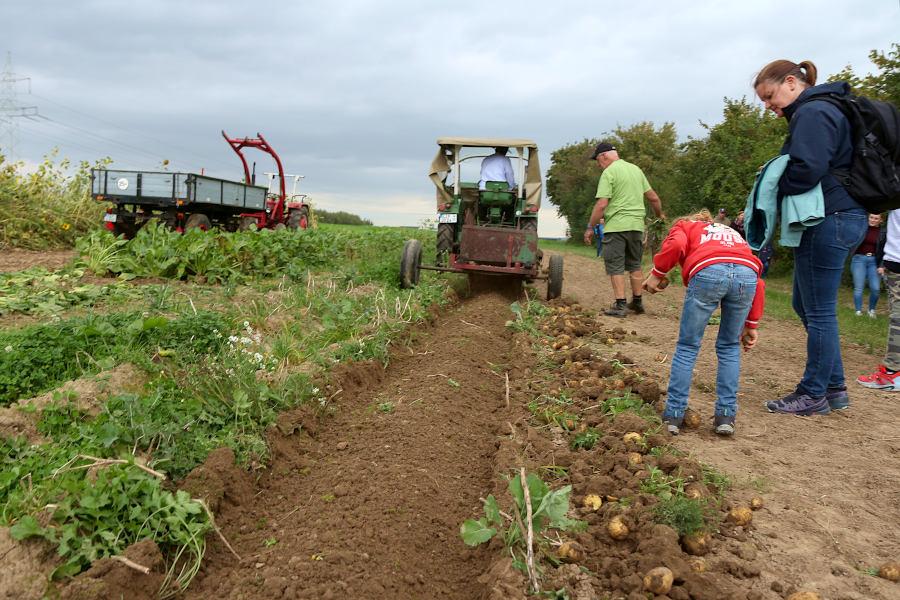 Auf dem Acker erntet ein Kartoffelroder Kartoffeln. Foto: Thomas Dohna