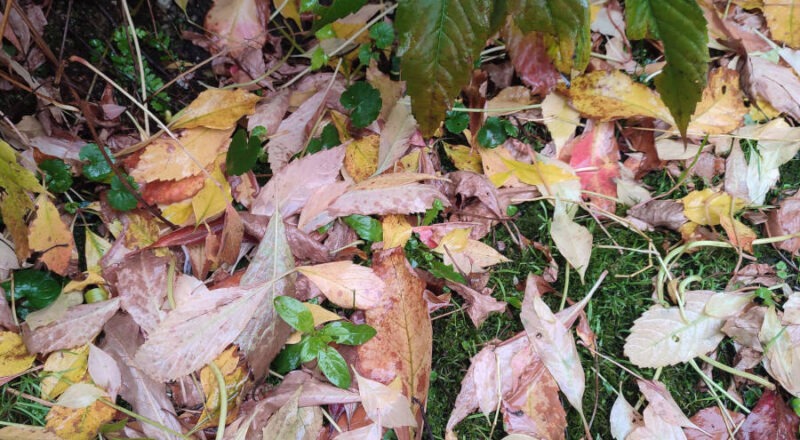 Herbstlaub bildet die Grundlage für neues Leben. Foto: NABU Leopoldshöhe/Ewald Thies