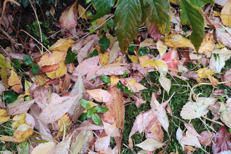 Herbstlaub bildet die Grundlage für neues Leben. Foto: NABU Leopoldshöhe/Ewald Thies