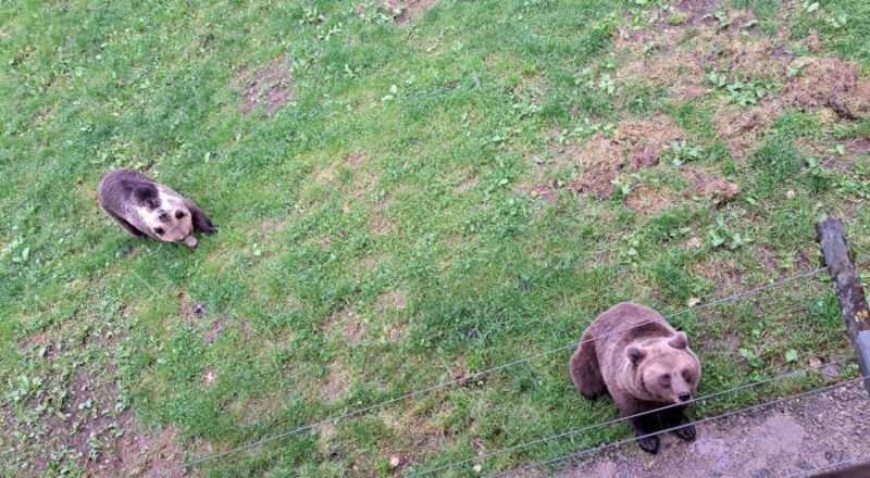 Aufnahme aus der alten Heimat: Die beiden Braunbären „Jojo“ und „Flocon“ sind in einem Tierpark in der Schweiz aufgewachsen. Foto: Privat