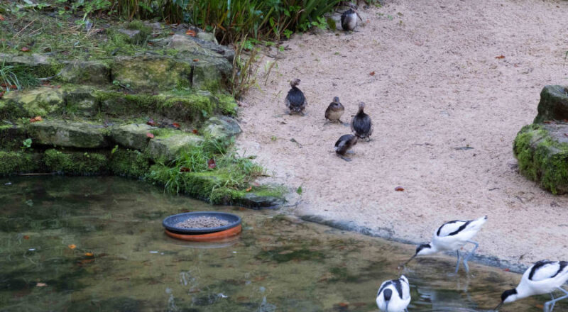 Neuzugang in der Strandvoliere: Fünf Zwergtaucher sind in den Bielefelder Heimat-Tierpark Olderdissen eingezogen. Foto: Stadt Bielefeld/Umweltbetrieb