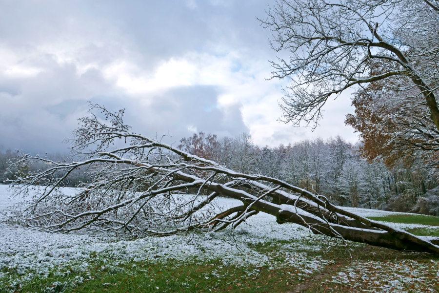 Am Krähenholz ist eine Eiche umgestürzt. Foto: Martion Düsterberg