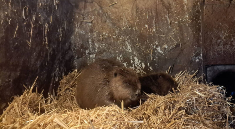 Beim genauen Hinsehen ist der Bibernachwuchs hinter Mama „Meret“ zu erkennen. Es gehört einiges an Glück dazu, den kleinen Biber in der Anlage beobachten zu können. Foto: Stadt Bielefeld/Umweltbetrieb