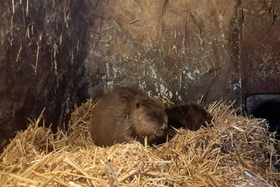 Beim genauen Hinsehen ist der Bibernachwuchs hinter Mama „Meret“ zu erkennen. Es gehört einiges an Glück dazu, den kleinen Biber in der Anlage beobachten zu können. Foto: Stadt Bielefeld/Umweltbetrieb