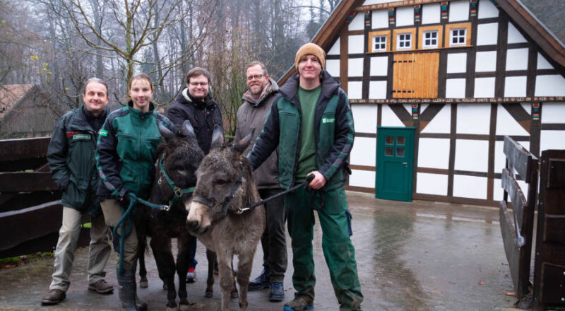 Freuen sich über das frisch renovierte Fachwerkhaus (von links): Herbert Linnemann (Abteilungsleiter), Marie Daniel (Tierpflegerin), Dr. Benjamin Ibler (Tierparkleiter), Matthias Seipel (Erster und Technischer Betriebsleiter UWB) und Tobias Becker (Tierpfleger) zusammen mit den Eseln Knuth und Lotti. Foto: Umweltbetrieb der Stadt Bielefeld