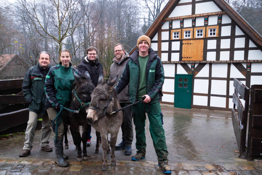 Freuen sich über das frisch renovierte Fachwerkhaus (von links): Herbert Linnemann (Abteilungsleiter), Marie Daniel (Tierpflegerin), Dr. Benjamin Ibler (Tierparkleiter), Matthias Seipel (Erster und Technischer Betriebsleiter UWB) und Tobias Becker (Tierpfleger) zusammen mit den Eseln Knuth und Lotti. Foto: Umweltbetrieb der Stadt Bielefeld