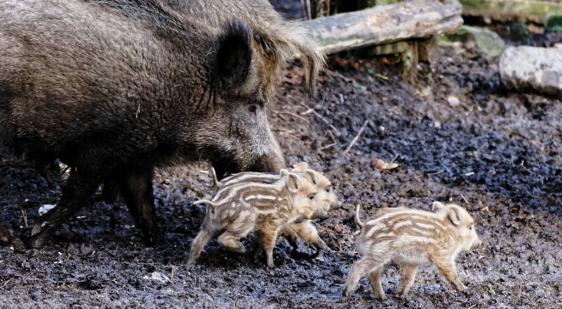 Neuzugang im Tierpark Olderdissen: Die Frischlinge kamen vor knapp zwei Wochen zur Welt. Foto: Stadt Bielefeld/Umweltbetrieb