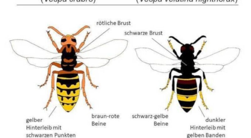 Unsere einheimische Horniss (links) unterscheidet sich in Größe und Farbgebung von der Asiatischen Hornisse (rechts). Abbildung: NABU Leopoldshöhe