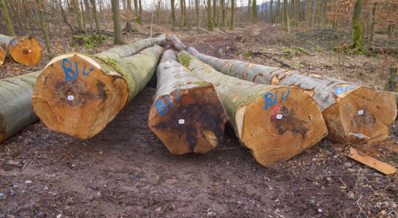 Gefällte Buchen, deren Stämme innen von Pilzen befallen sind, deutlich zu erkennen an den schwarzen Verfärbungen. Foto: LVL