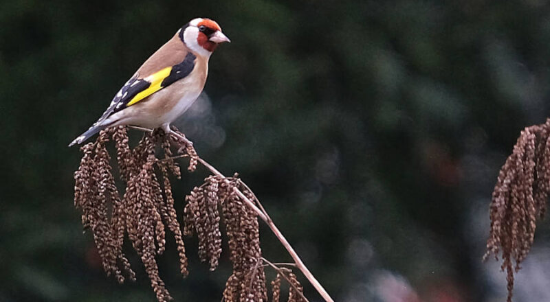 Der Stieglitz oder Diestelfink ist ein heimischer Vogel und gehört zu den Finken. Foto: NABU Leopoldshöhe/Petra Gehle