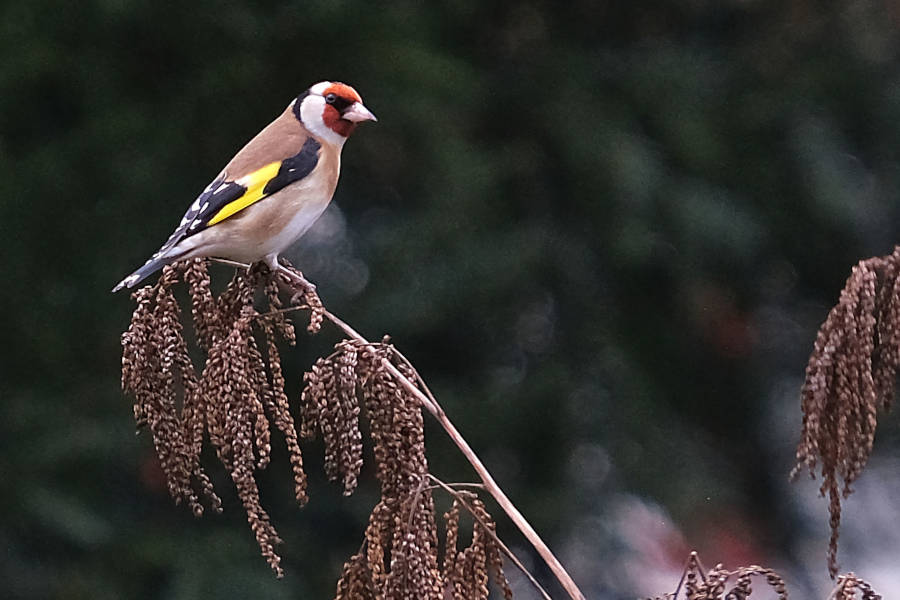 Der Stieglitz oder Diestelfink ist ein heimischer Vogel und gehört zu den Finken. Foto: NABU Leopoldshöhe/Petra Gehle