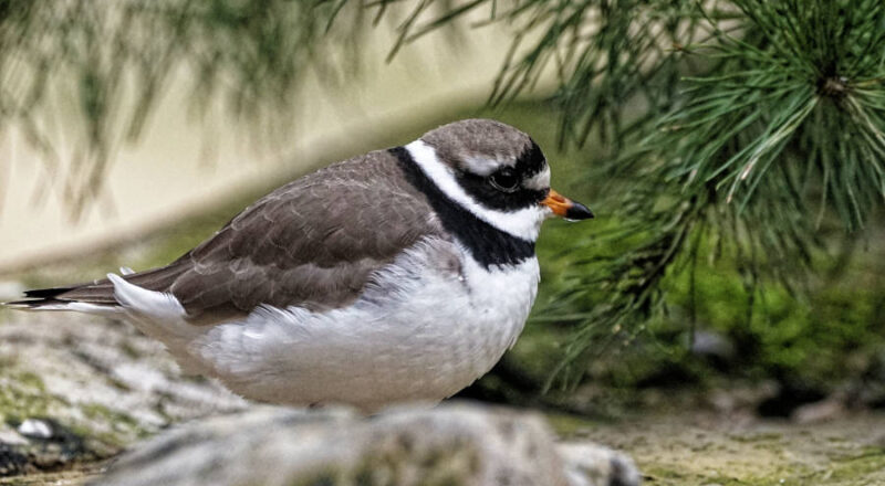 Neu im Tierpark Olderdissen: Der Sandregenpfeifer. Foto: Steve McAlpine