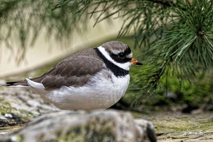 Neu im Tierpark Olderdissen: Der Sandregenpfeifer. Foto: Steve McAlpine