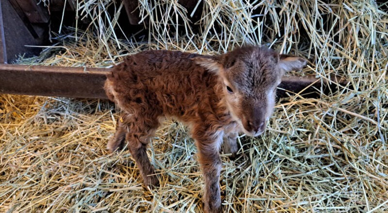 Neuzugang im Tierpark Olderdissen: Eines der neugeborenen Soay-Lämmer. Foto: Umweltbetrieb/Stadt Bielefeld,jpg