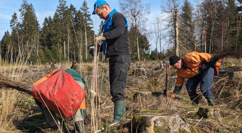 Pflanztrupp beim Setzen junger Roterlen im Schwalenberger Wald. Foto: LVL