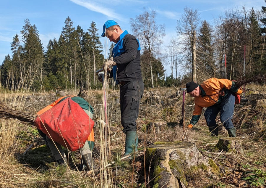 Pflanztrupp beim Setzen junger Roterlen im Schwalenberger Wald. Foto: LVL