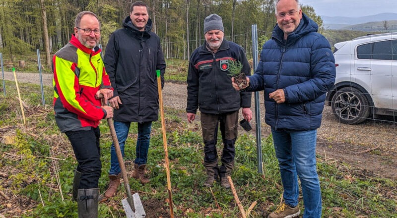 Junge Gebirgsmammutbäume pflanzten (von rechts): Ralf Gerke (Geschäftsleitung der Staff-Stiftung Lemgo), Förster Frank Homuth (Leiter des Forstreviers Kalletal), Sebastian Preiß (Geschäftsleitung der Staff-Stiftung) sowie Jörg Düning-Gast (Verbandsvorsteher). Foto: LVL