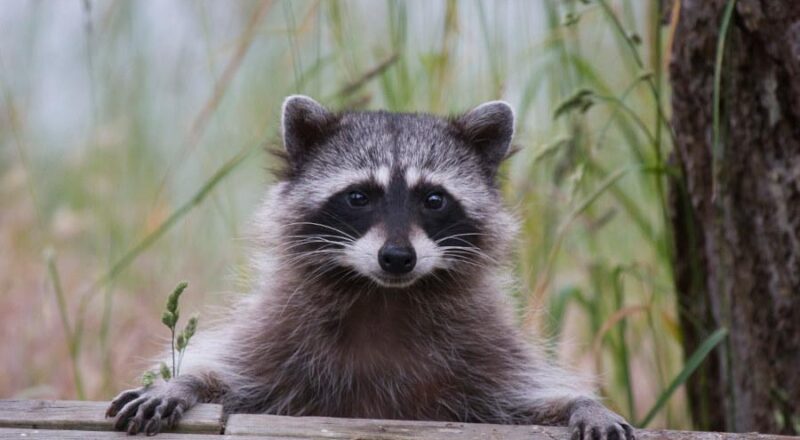 Ein Waschbär schaut hungrig in die Kamera. Foto: istock/cullenphotos