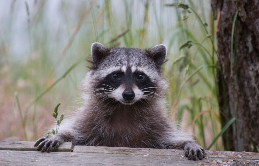 Ein Waschbär schaut hungrig in die Kamera. Foto: istock/cullenphotos