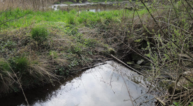 Die Wörbke in Detmold hatte der Kreis Lippe bei der Gewässerschau 2023 unter die Lupe genommen. Foto: Kreis Lippe
