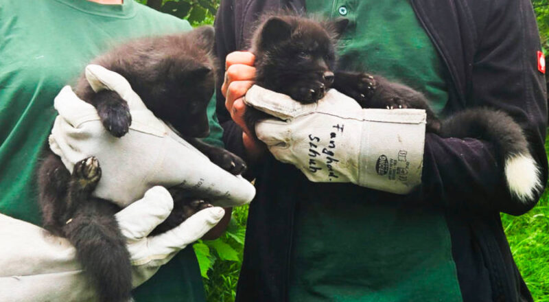 Nachwuchs im Tierpark: Die beiden Silberfuchswelpen wurden Anfang April geboren. Foto: Stadt Bielefeld/Umweltbetrieb.