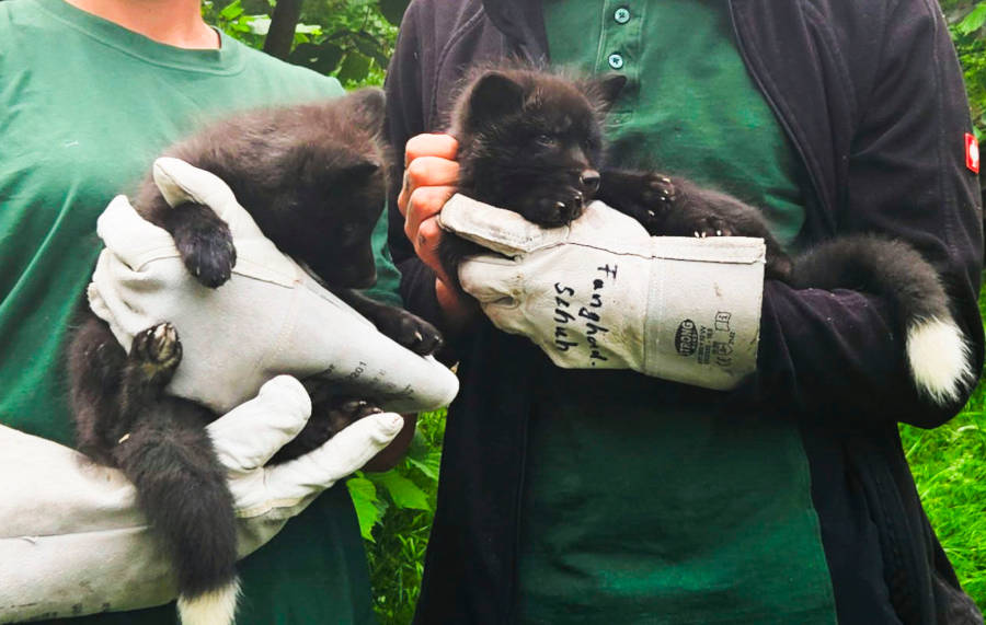 Nachwuchs im Tierpark: Die beiden Silberfuchswelpen wurden Anfang April geboren. Foto: Stadt Bielefeld/Umweltbetrieb.