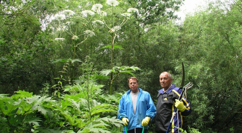 Klaus Lange (links) und Ewald Küster vom NABU rückten der Herkulesstaude mit Astschere und Astsäge zu Leibe. Archivfoto: NABU Leopoldshhöhe