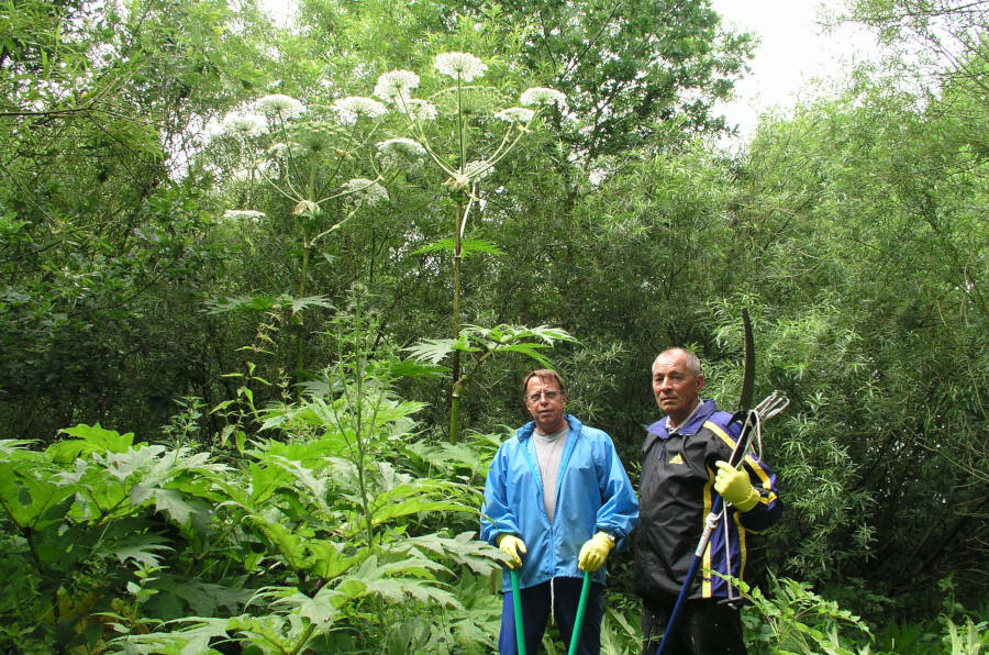 Klaus Lange (links) und Ewald Küster vom NABU rückten der Herkulesstaude mit Astschere und Astsäge zu Leibe. Archivfoto: NABU Leopoldshhöhe