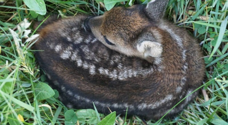 Ein Rehkitz, das morgens mit der Drohnentechnik entdeckt wurde. Die erste Frühjahrsmahd fällt mit der Brut- und Setzzeit vieler Wildtiere zusammen. Um die Tiere bestmöglich zu schützen, arbeiten Bauern, Jäger und Lohnunternehmer eng zusammen. Foto: Bjarne Horstmann