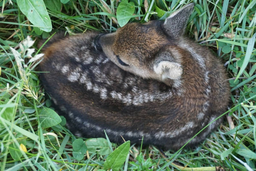 Ein Rehkitz, das morgens mit der Drohnentechnik entdeckt wurde. Die erste Frühjahrsmahd fällt mit der Brut- und Setzzeit vieler Wildtiere zusammen. Um die Tiere bestmöglich zu schützen, arbeiten Bauern, Jäger und Lohnunternehmer eng zusammen. Foto: Bjarne Horstmann

 