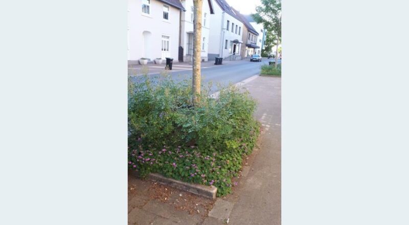 Die Rosen an der Herforder Straße haben Lausbefall und werden von den Mitarbeitern des Bauhofes behandelt. Foto: Gemeinde Leopoldshöhe