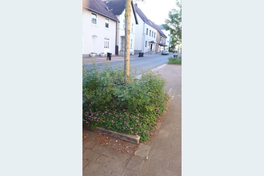 Die Rosen an der Herforder Straße haben Lausbefall und werden von den Mitarbeitern des Bauhofes behandelt. Foto: Gemeinde Leopoldshöhe