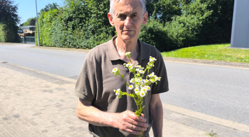 Der Leopoldshöher Pflanzenkenner und NABU-Kita-Naturbotschafter Reinhold Kruse zeigt ein Bund des einjährigen Berufskrautes. Foto: NABU Leopoldshöhe/Ewald Thies