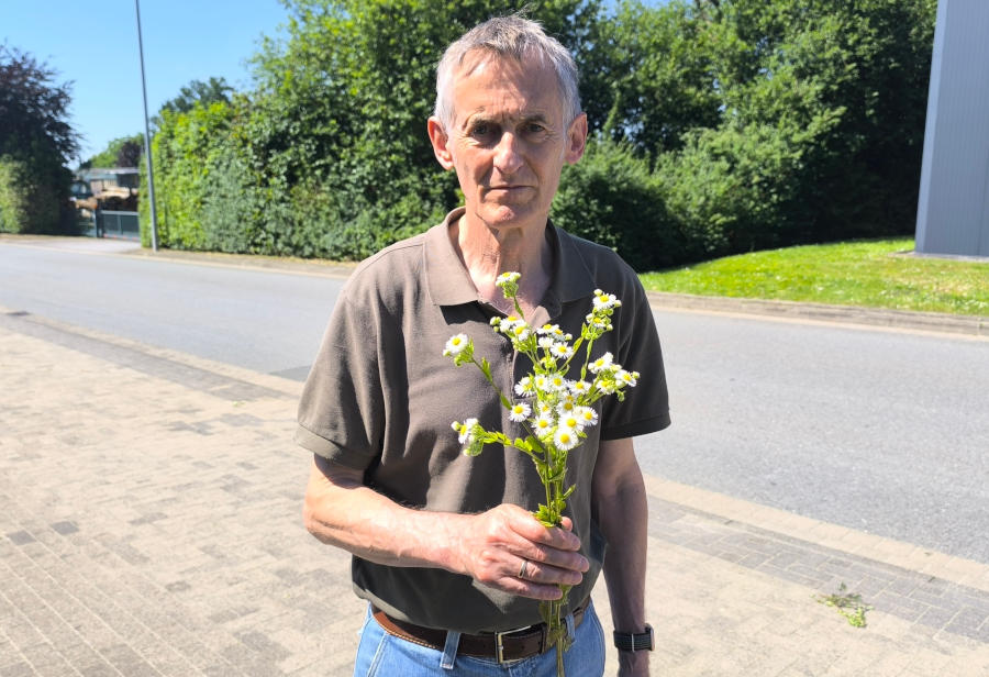 Der Leopoldshöher Pflanzenkenner und NABU-Kita-Naturbotschafter Reinhold Kruse zeigt ein Bund des einjährigen Berufskrautes. Foto: NABU Leopoldshöhe/Ewald Thies