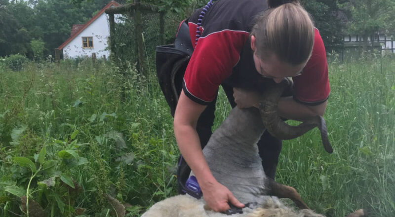 Schafschererin Carolin Bünting schert einmal im Jahr auf dem Heimathof die Schafe von Pia Völker. Foto: Heimatverein Leopoldshöhe