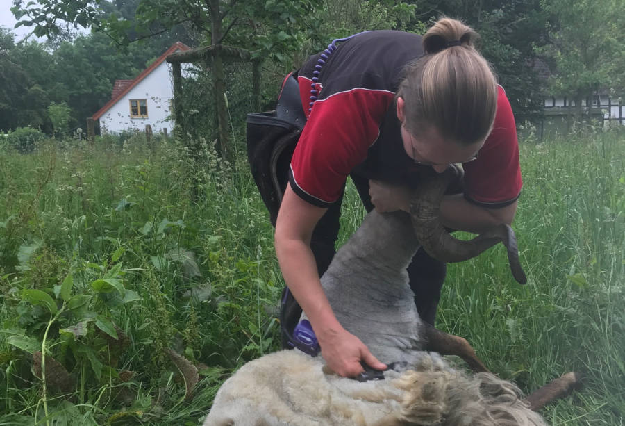 Schafschererin Carolin Bünting schert einmal im Jahr auf dem Heimathof die Schafe von Pia Völker. Foto: Heimatverein Leopoldshöhe