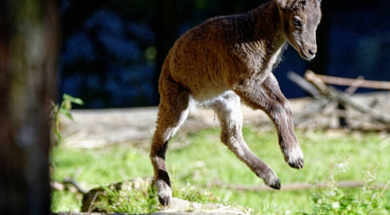 Eines der drei neugeborenen Kitze tollt im Gehege der Gämsen herum. Foto: Steve McAlpine