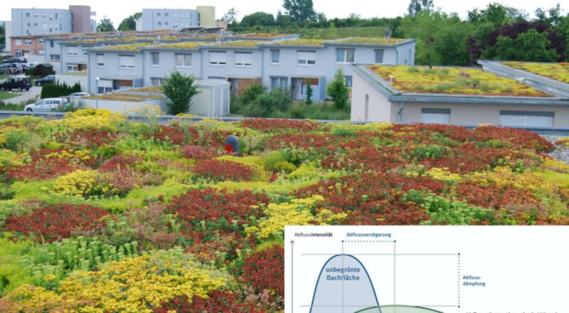 Dachbegrünungen sollen den Abfluss von Regenwasser regulieren. Foto: Optigrün International AG