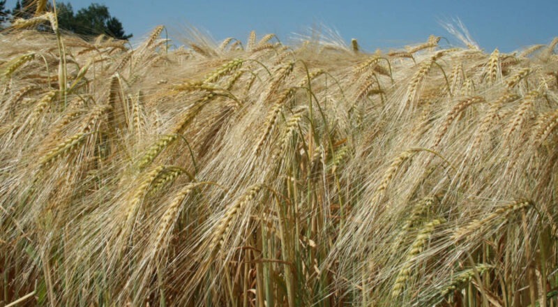 Die Sonne hat die Gerste reifen lassen. Das Getreide ist jetzt an der gelben Färbung zu erkennen. Die allererste Gerste ist mit dem Sommerwetter in dieser Woche geerntet, der Anfang ist gemacht. Der Großteil wird dann in der nächsten Schönwetterperiode gedroschen. Foto: WLV