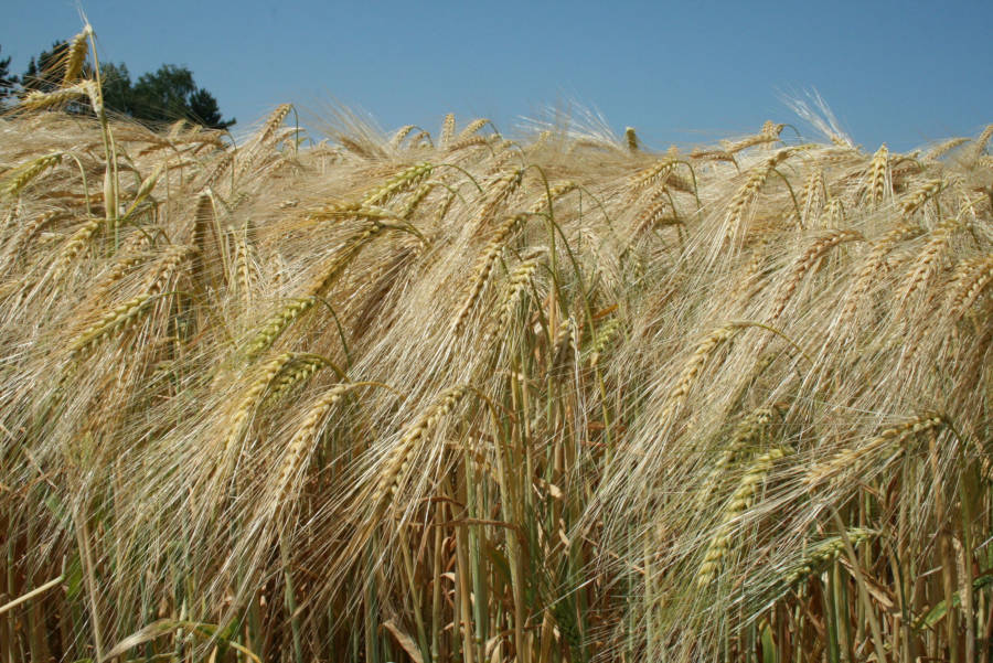 Die Sonne hat die Gerste reifen lassen. Das Getreide ist jetzt an der gelben Färbung zu erkennen. Die allererste Gerste ist mit dem Sommerwetter in dieser Woche geerntet, der Anfang ist gemacht. Der Großteil wird dann in der nächsten Schönwetterperiode gedroschen. Foto: WLV