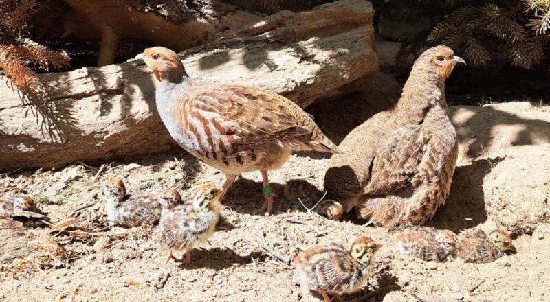 Die Rebhuhn-Naturbrut im Tierpark Olderdissen. Foto: Stadt Bielefeld